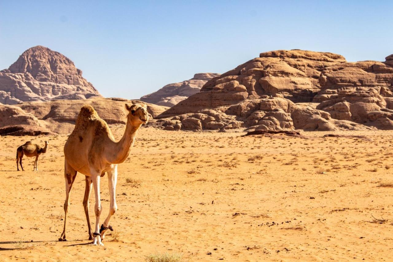 فندق Quite Bedouin Life وادي رم المظهر الخارجي الصورة